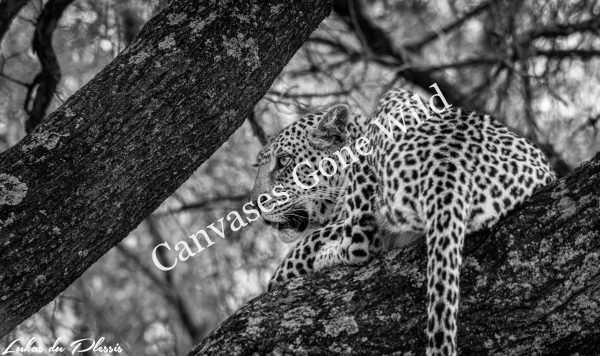 Leopard_03_Lukas du Plessis