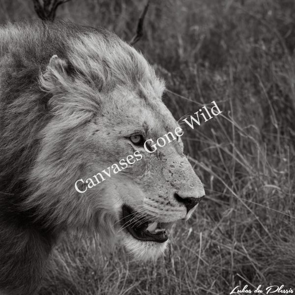 Lion_01_Lukas du Plessis