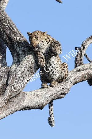 _MG_0629 Leopard_25_Connor