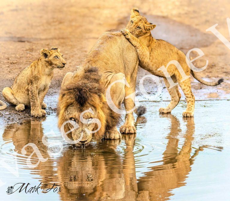 Lion_13_Mark Fox