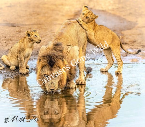 Lion_13_Mark Fox