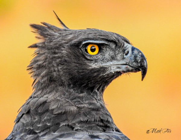 Snake Eagle_01_Mark Fox