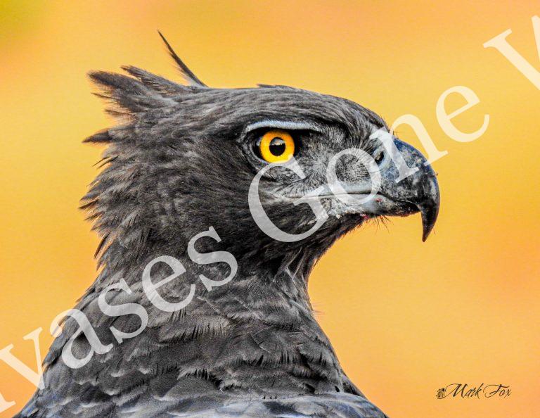 Snake Eagle_01_Mark Fox
