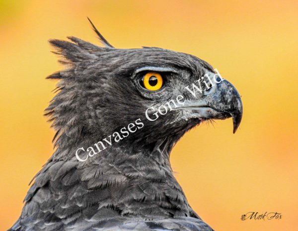Snake Eagle_01_Mark Fox