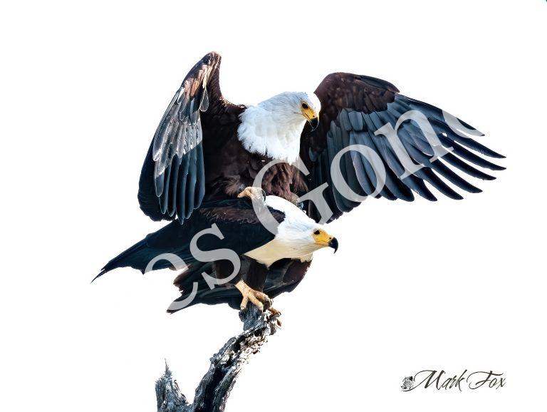 African Fish Eagle_01_Mark Fox