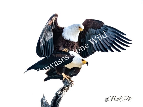 African Fish Eagle_01_Mark Fox