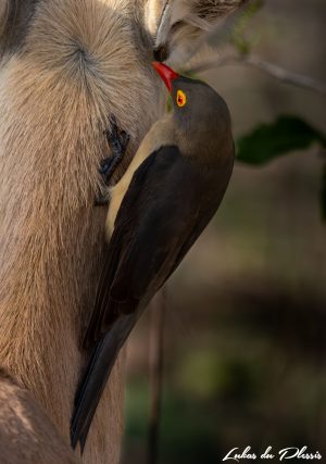 Red-billed oxpecker_01_Lukas du Plessis