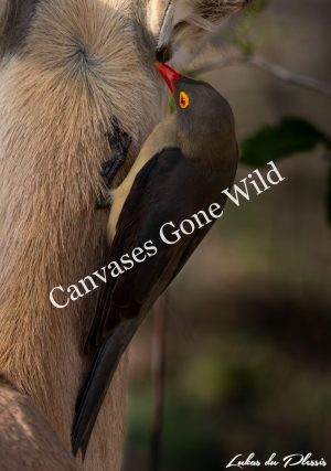 Red-billed oxpecker_001 Red-billed oxpecker_01_Lukas du Plessis