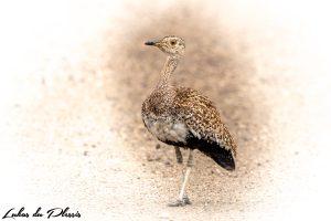 Red-crested korhaan_01_Lukas du Plessis