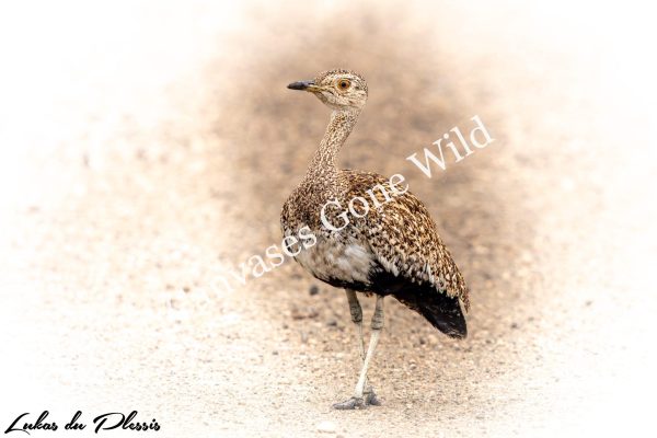 Red-crested korhaan_01_Lukas du Plessis