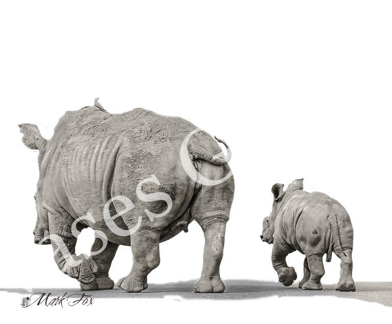 Rhino_01_Mark Fox