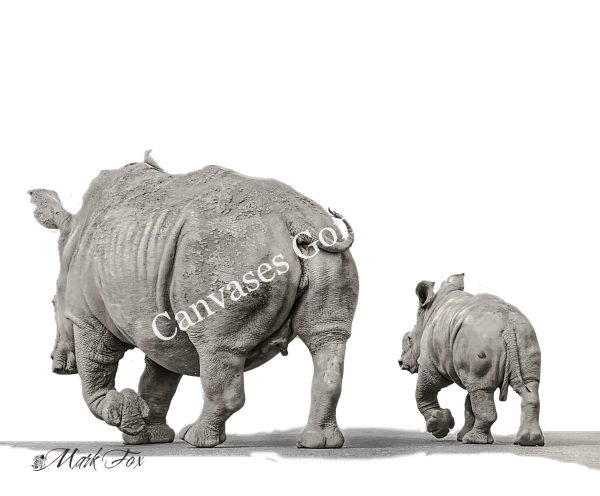 Rhino_01_Mark Fox