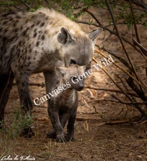 Spotted Hyena_012 Spotted hyena_01_Lukas du Plessis
