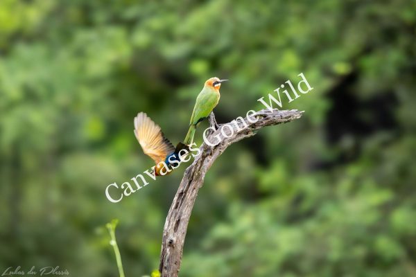White-fronted bee-eater_01_Lukas du Plessis