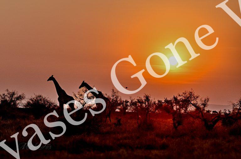 Giraffe_03_Mark Fox