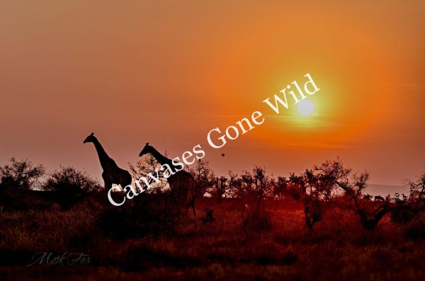 Giraffe_03_Mark Fox