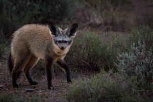 CvW-Bat-eared fox 2