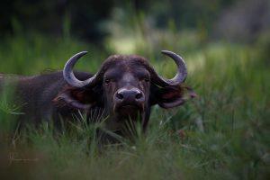 CvW-Buffalo stare