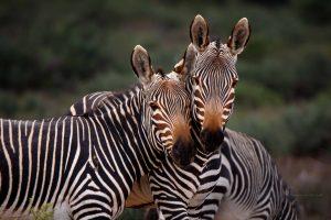 CvW-Cape mountain zebra