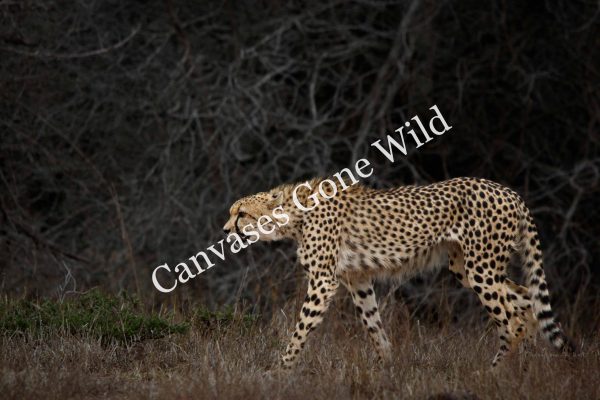 CvW-Cheetah stalking