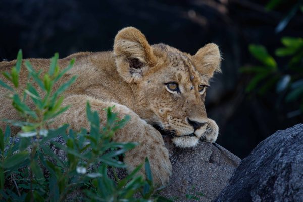CvW-Curious cub