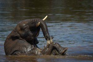 CvW-Elephant bathing 1
