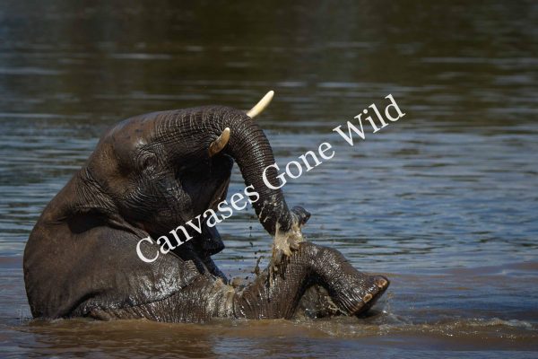 CvW-Elephant bathing 1
