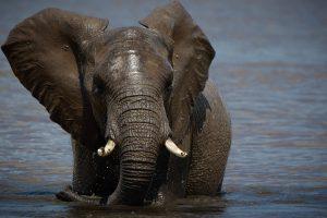 CvW-Elephant bathing 3