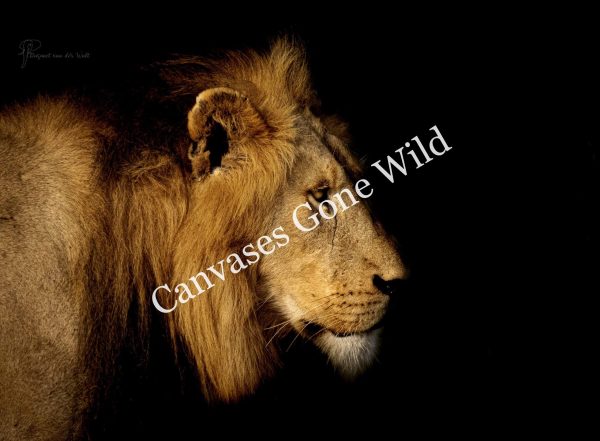 CvW-Focused