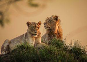 CvW-King and his queen