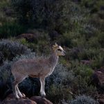 CvW-Klipspringer