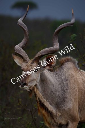 CvW-Kudu bull