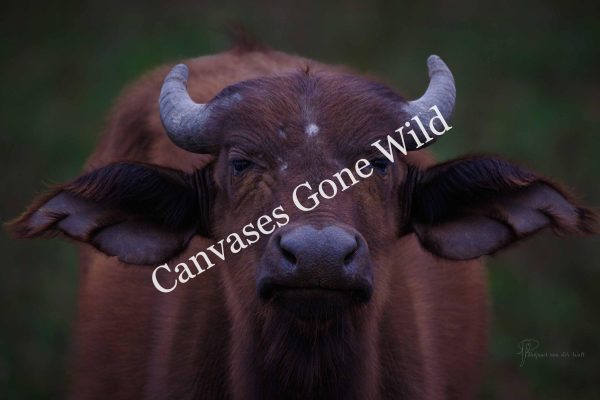 CvW-Not impressed