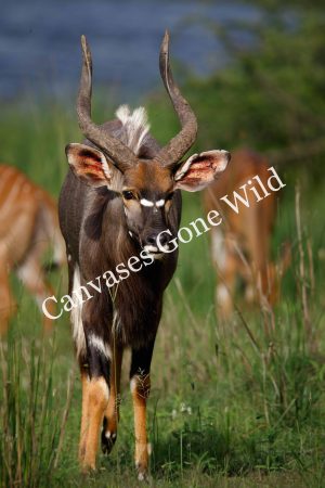 CvW-Nyala bull