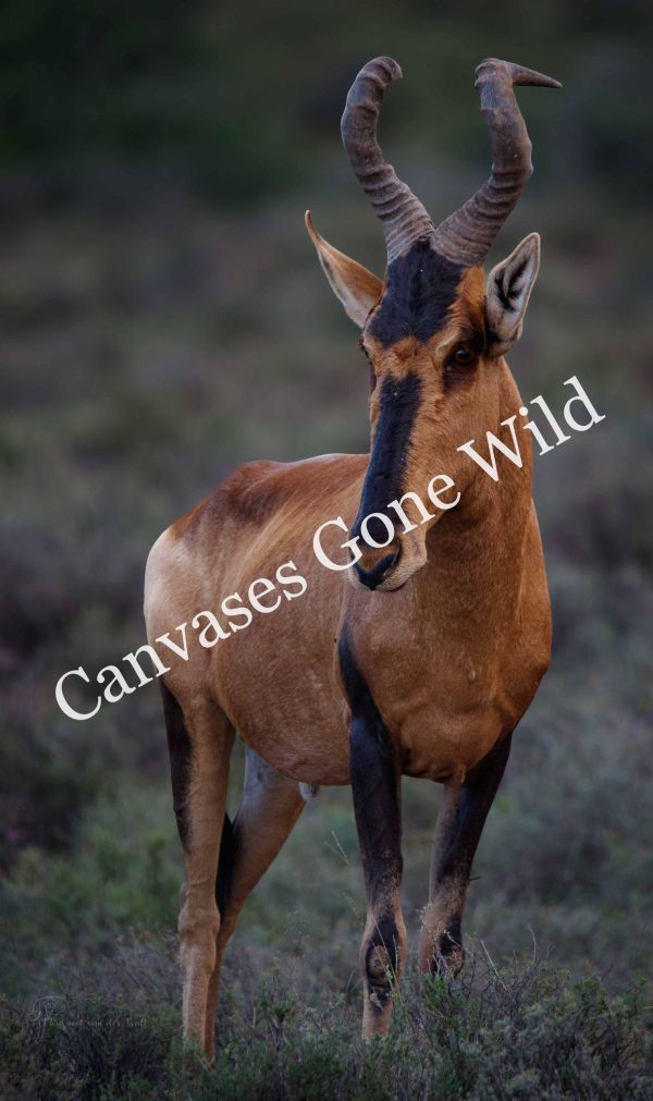 CvW-Red Hartebeest 2