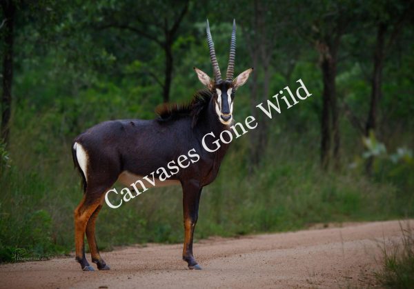 CvW-Sable antelope