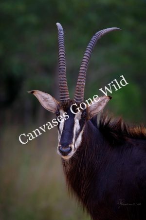 CvW-Sable portrait_