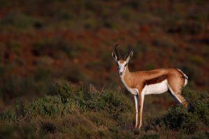 CvW-Springbuck