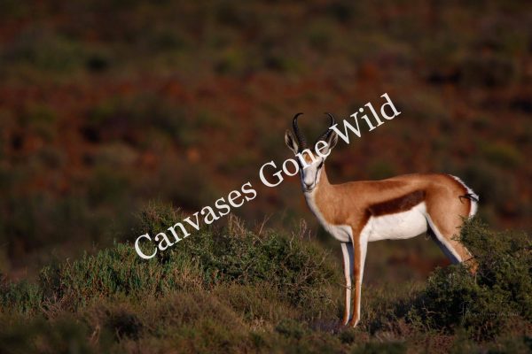 CvW-Springbuck