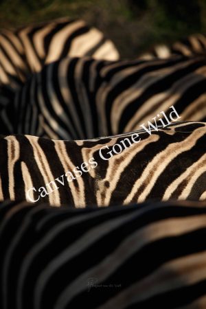 CvW-Stripes