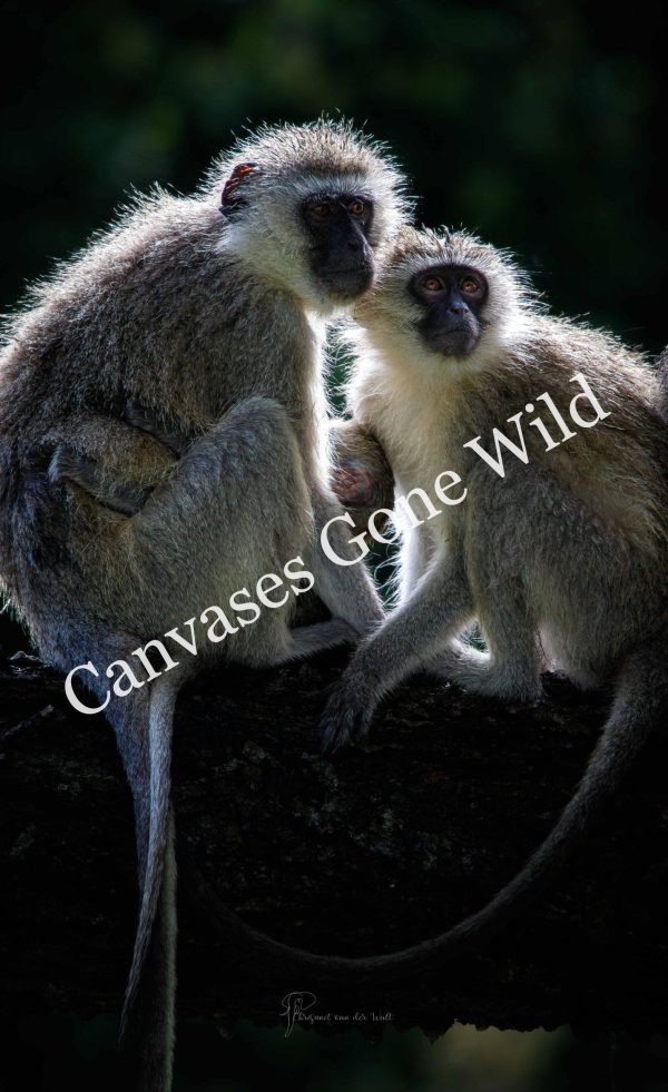CvW-Vervet monkey family