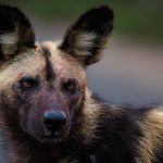CvW-Wild dog portrait CvW-Wild dog portrait