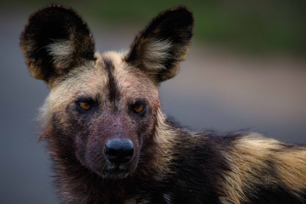 CvW-Wild dog portrait