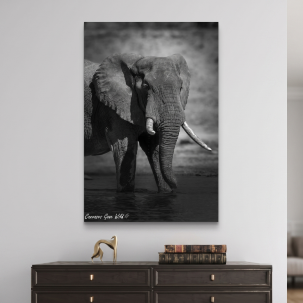 Elephant's Quiet Solace